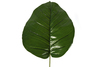Colocasia Leann grün