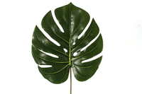 Colocasia Leann grün
