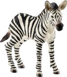 Zebra Fohlen