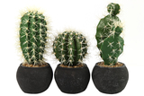 Cactus "Auriar" grün