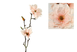 Magnolie 2 Blüten rosa