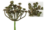 Sedum spathulifolium Rafi grau