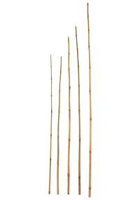 Bambuspflanz/Dekostab Classic Ø 12-14mm, L=180cm