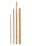 Bambuspflanz/Dekostab Comfort L= 180 cm, Ø 55 mm