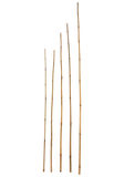 Bambuspflanz/Dekostab Classic Ø 15-18mm, L=150cm